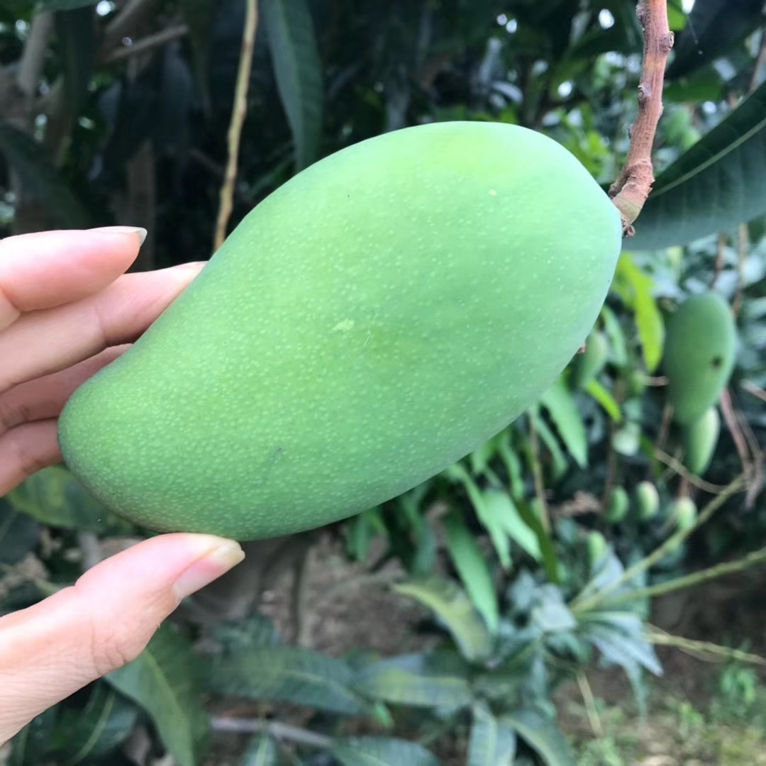 产地货源 广西金煌芒5斤小青芒青皮芒果新鲜热带水果批发一件代发