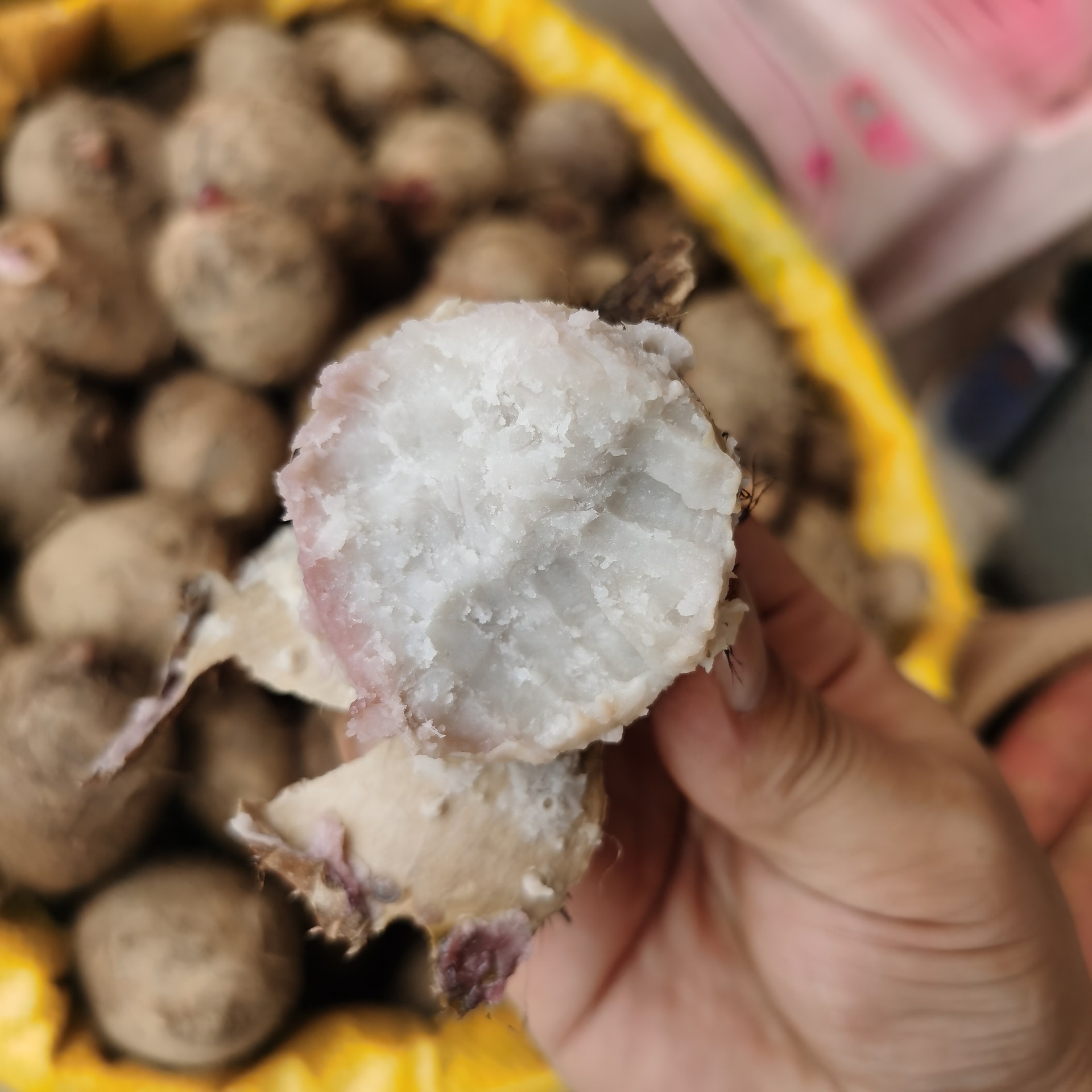 广西荔浦红芽芋现挖芋仔毛芋头牛奶小芋头5斤大果代发