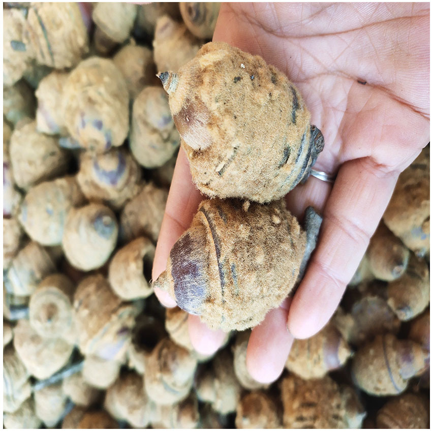 广西狗鞭果 凸型风流果 毛毛果干货