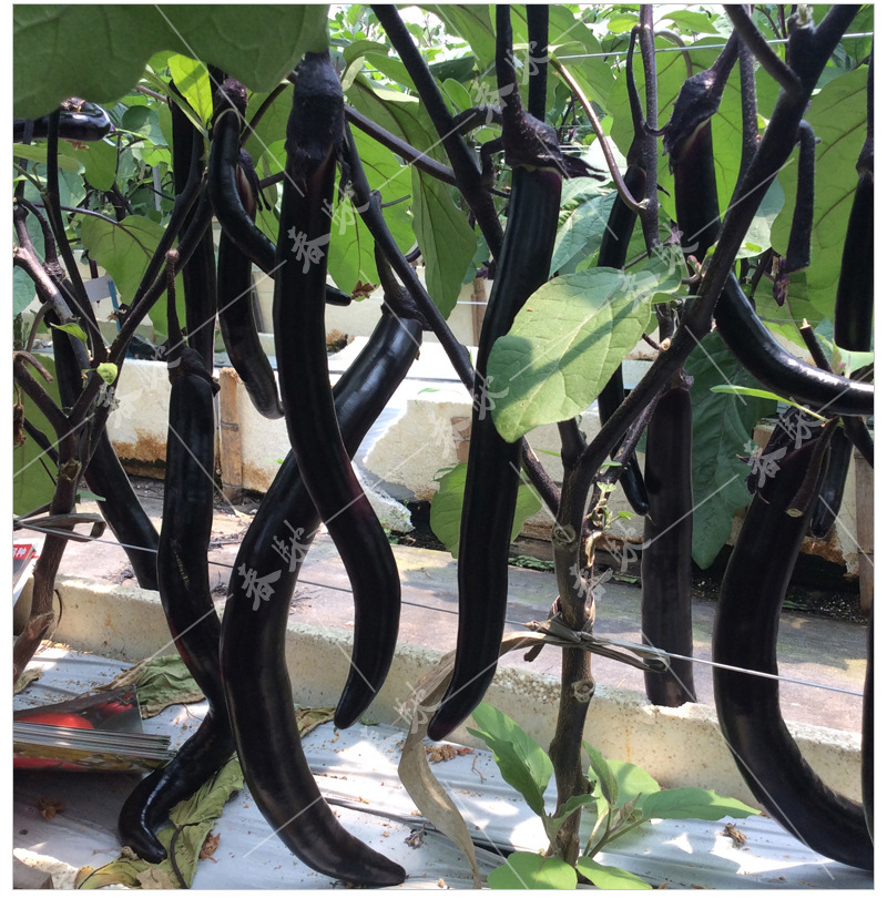 早熟线茄种子亨利八号1000粒杂交黑线茄黑色细长茄子种籽丰产