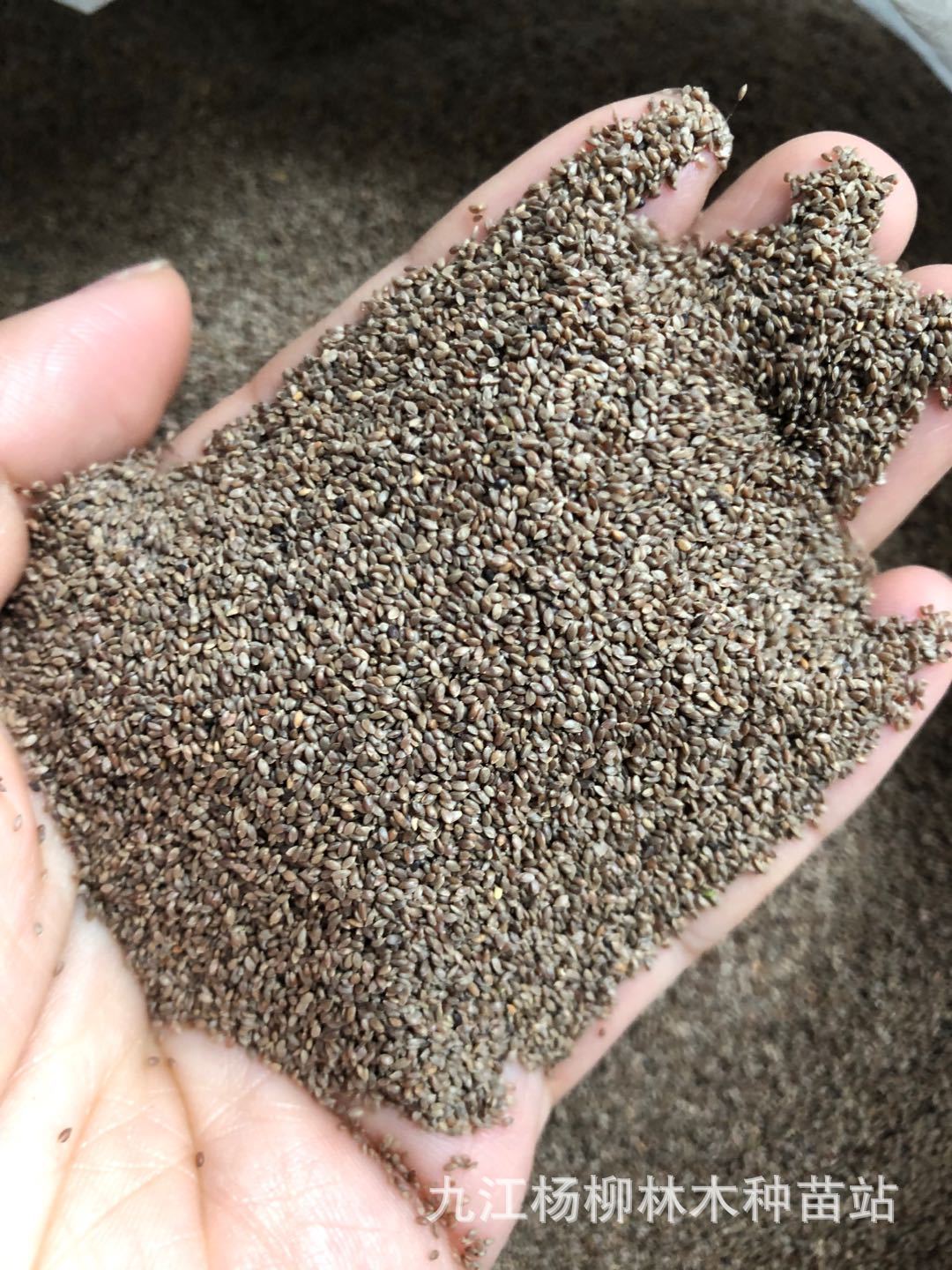 供应狗牙根种子 狗牙根 狗牙根净籽 草籽批发 草坪种子