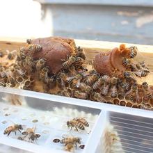 膏状蜜蜂饲料花粉蜂粮 喂蜂养蜂用 油菜荞麦杂粉蜂友用