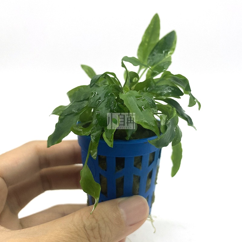 小绿皱边绿温蒂小椒草水草活体批发鱼缸造景真水草装饰水族箱观赏
