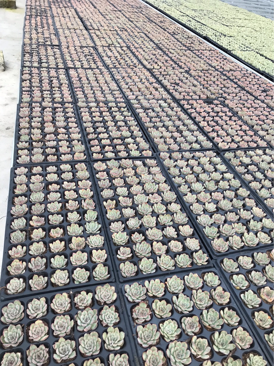 q小全多肉植物花穴盘苗批发肉肉套餐一整盘带盘发货无锡多肉基地