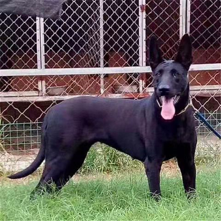 出售纯种黑狼犬幼崽黑狼狗看家护院犬看大型场地纯黑狼犬中华狼犬