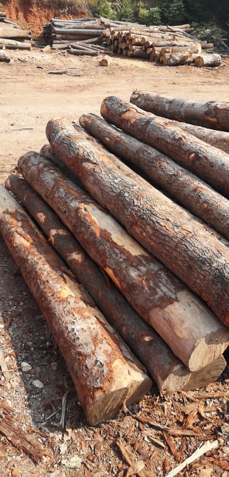 荷木板材原木木方荷木圆棒木珠工艺品