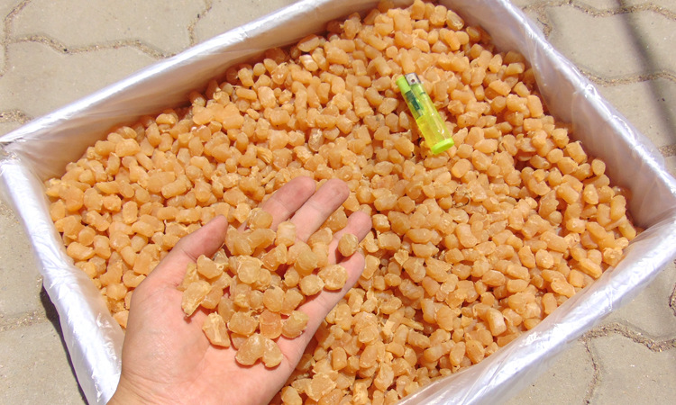 300多头干贝瑶柱海鲜干货扇贝柱煲粥煲汤用大号商用批发500g代发