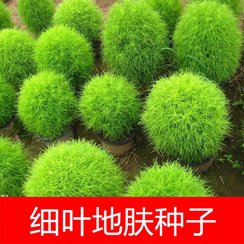 批发细叶芒种子 细茎针芒草 又叫细叶针芒-报价-阿里巴巴