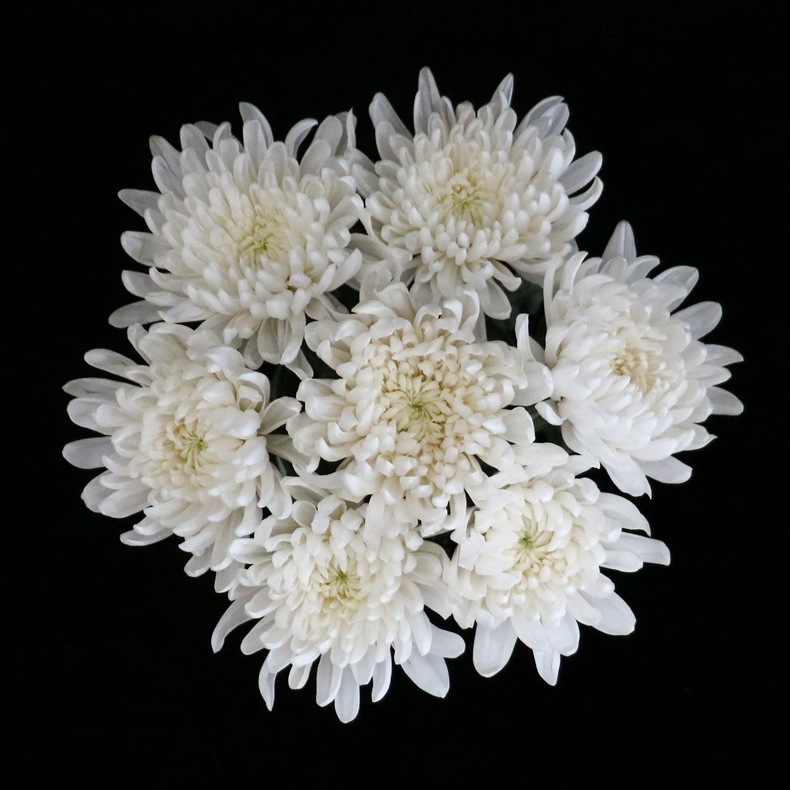 【大黄白菊】云南昆明鲜切花基地直发批发清明节祭祀大黄菊白菊花