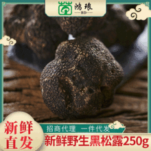 厂家直供鲜黑松露散装250g 云南食用块菌猪拱菌 新鲜现挖一件代发