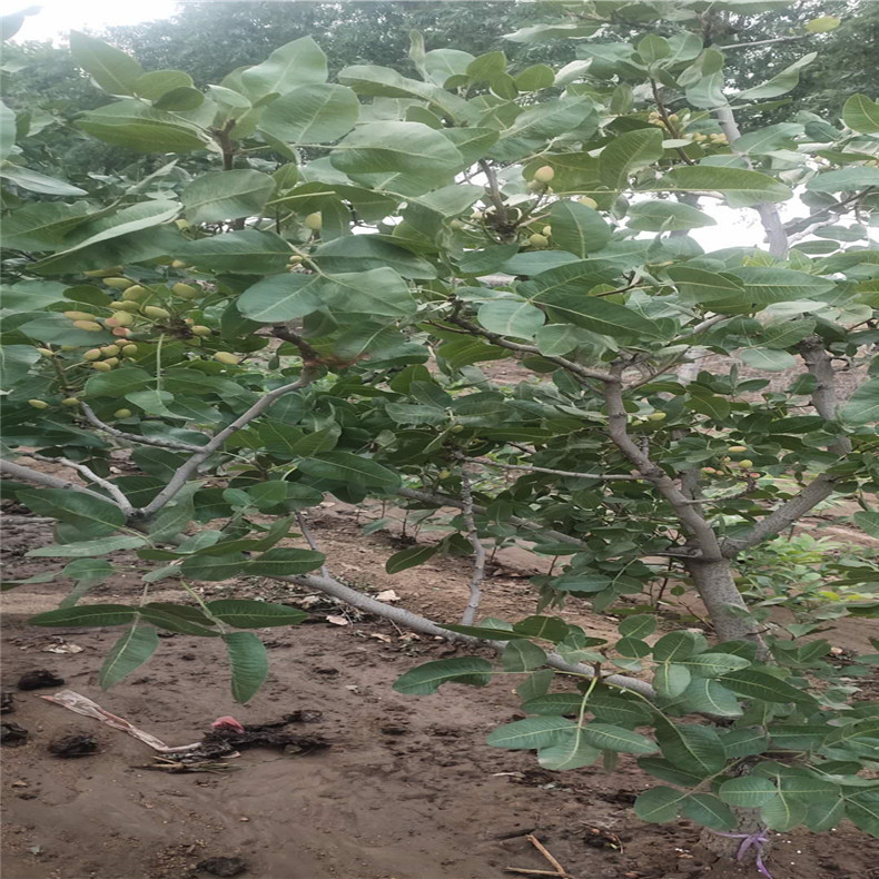 山东嫁接开心果树苗2年苗 供应好管理保收嫁接开心果树苗2年苗