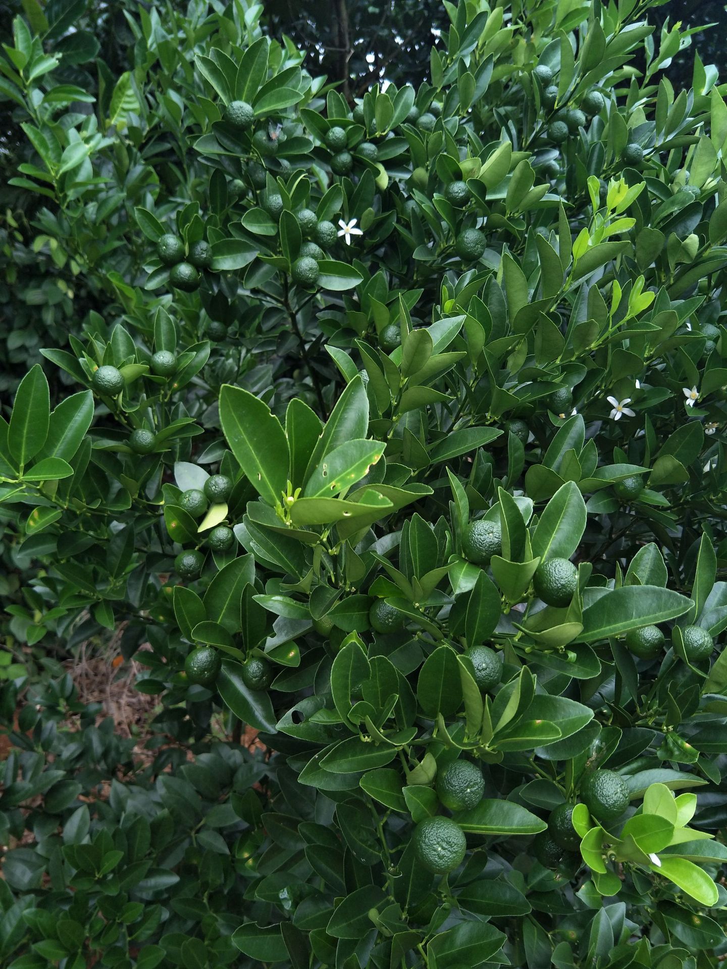 海南小金桔5斤 新鲜青金桔小柠檬青橘饮料水果应季批发包邮