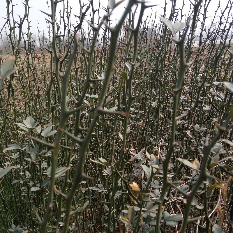 篱笆苗 铁篱寨苗 绿篱 枳壳 枸橘 臭橘苗 基地 量大从优