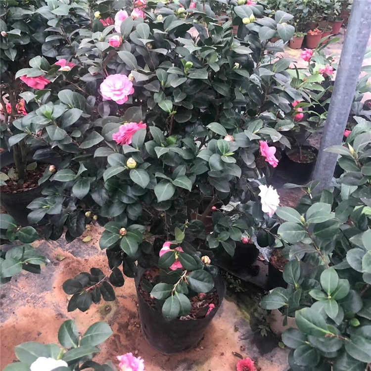 盆栽山茶一树多色系 七仙女茶花又名五色牡丹 八九十公分高