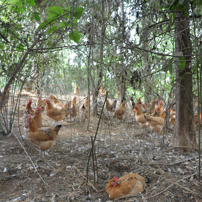 山林放养散养跑山鸡批发 现杀老母鸡原生态批发营养新鲜土鸡