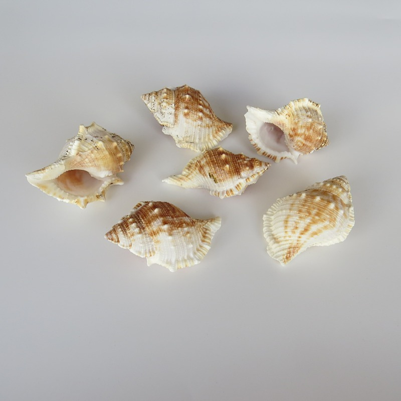 自然海螺贝壳短刺螺鱼缸水族箱造景装饰婚庆家居地台地中海橱窗