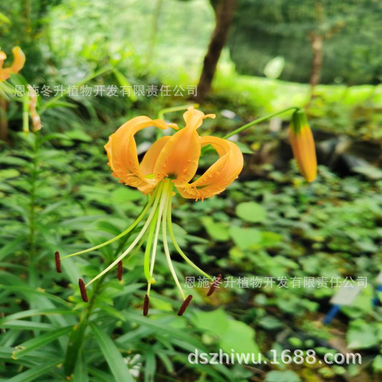 优秀植物 百合属之湖北百合