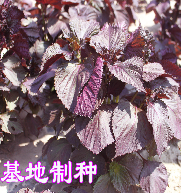 紫苏清香苏子保健蔬菜 特菜中草药易种易活盆栽营养高