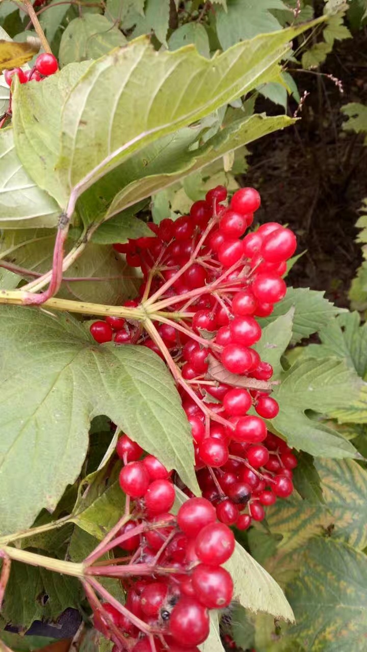 东北辽宁供应 鸡树条荚蒾 天目琼花灌丛 园林观赏树种 量大优惠