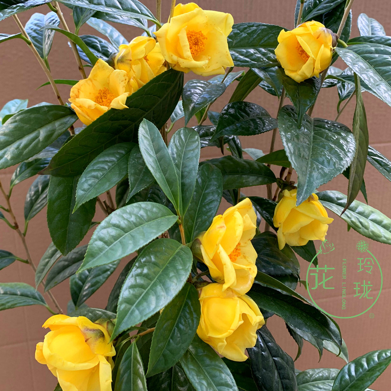 防城金花茶树苗金茶花四季盆栽花卉凹脉黄樽带花苞名贵好养山茶花