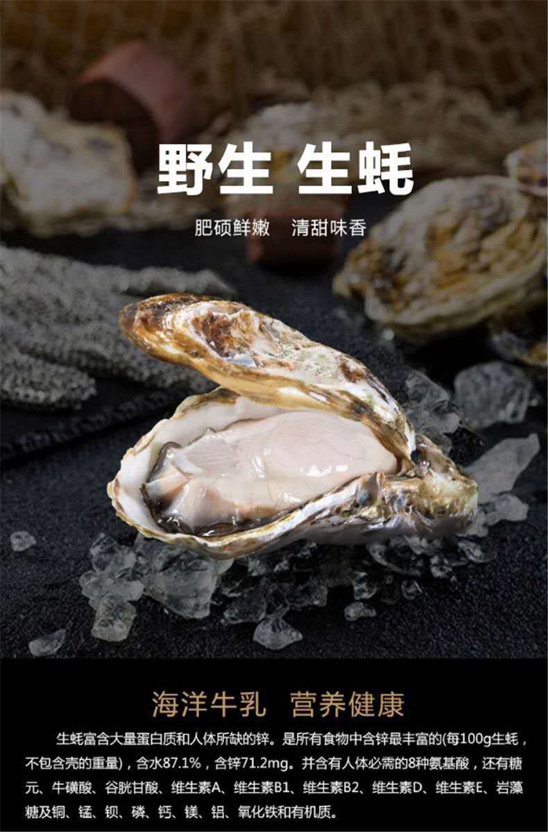 生蚝鲜活新鲜牡蛎乳山生蚝即食鲜活特大个头海蛎子海鲜水产