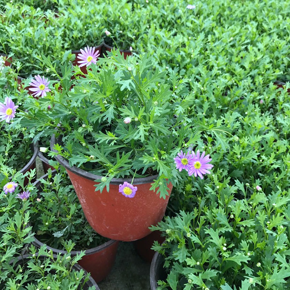 姬小菊 园林绿化地被植物 花镜植物