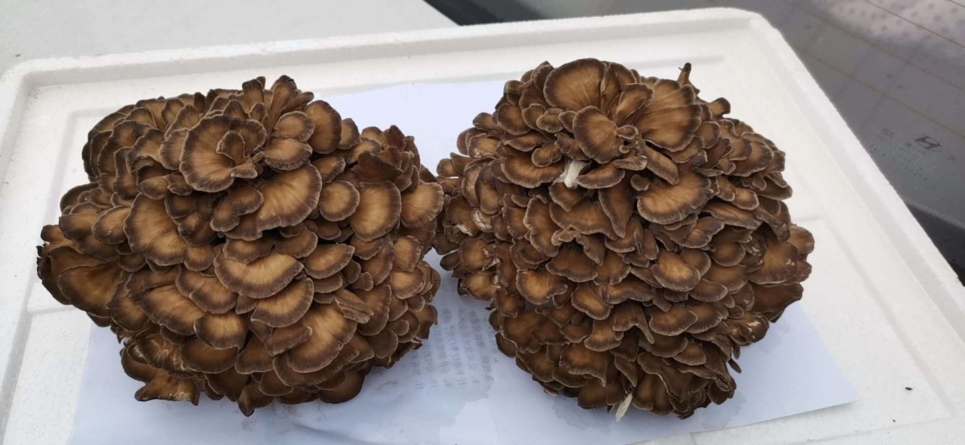 福建菌种基地新鲜灰树花菇 新鲜舞茸菇 栗蘑大量批发产地直供500g