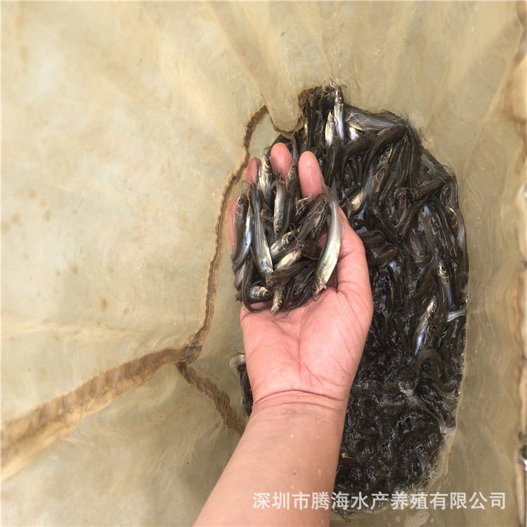 鱼苗直供斑点叉尾鮰鱼苗 河南腾海淡水鱼苗批发叉尾鱼苗