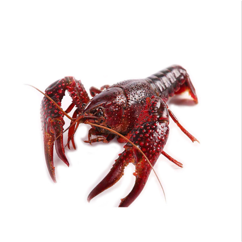 产地货源红虾2-4钱洪湖小龙虾 鲜活湖北淡水养殖潜江活龙虾批发