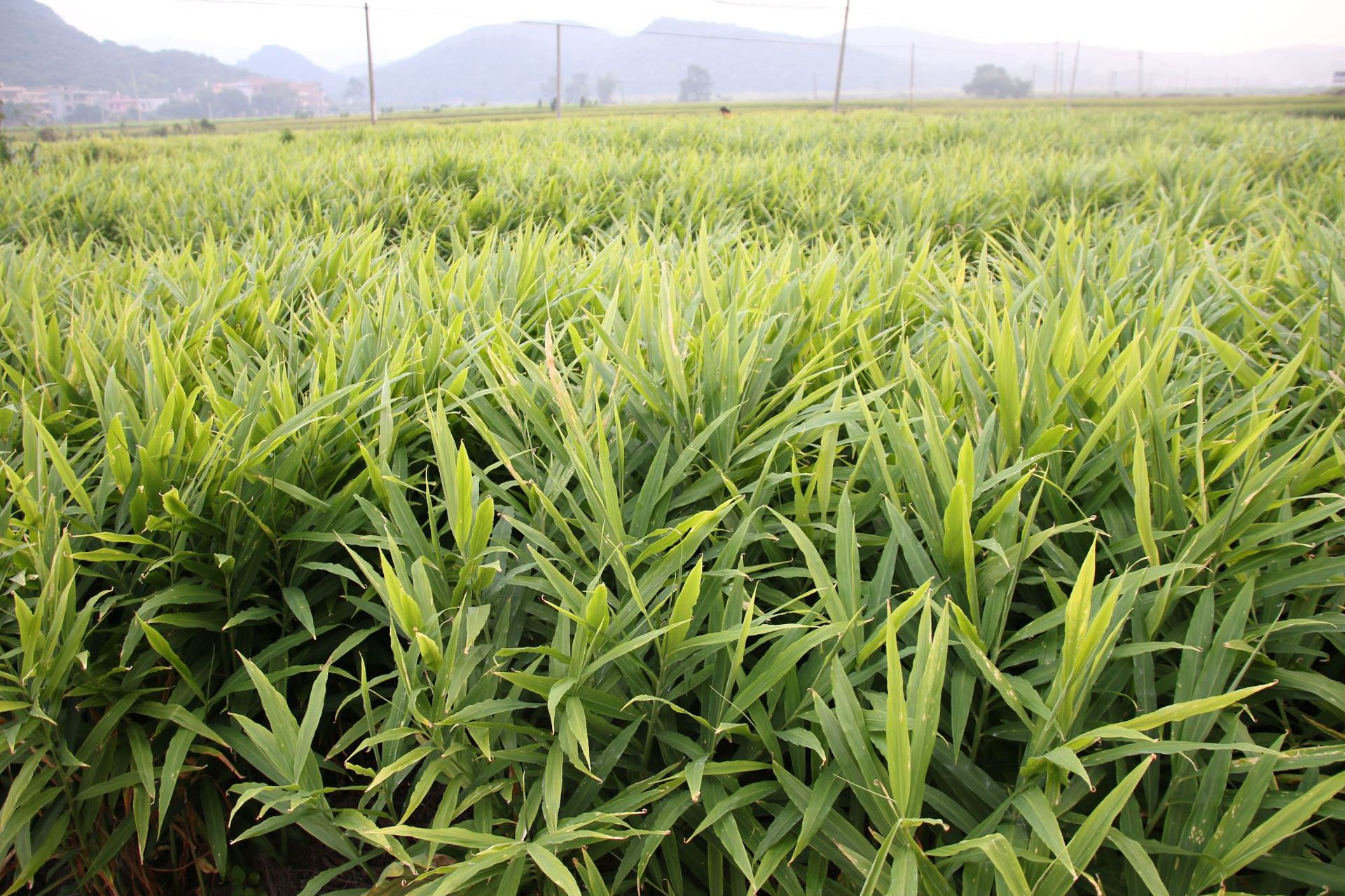 生姜原料基地