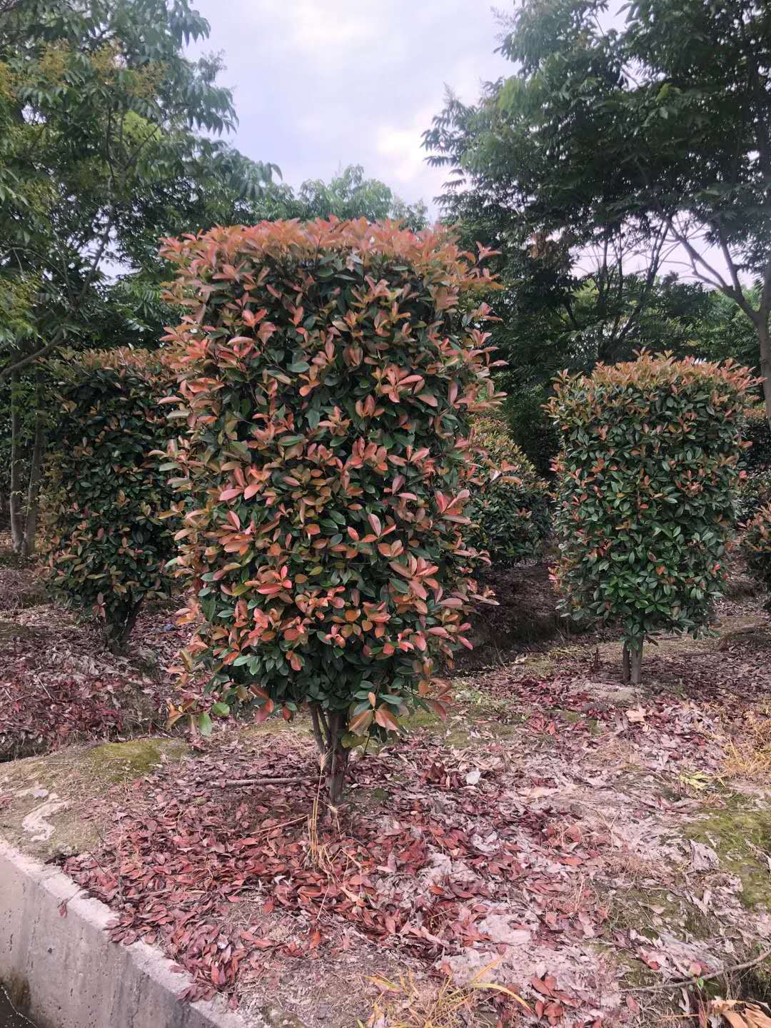 红叶石楠柱子 圃货 高度150一350公分 冠幅80一320cm