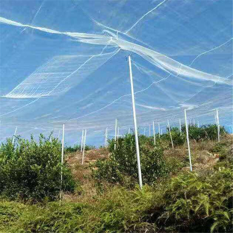 大棚果树用网 养殖网 池塘围网 白色尼龙蔬菜防虫网 防虫网加厚