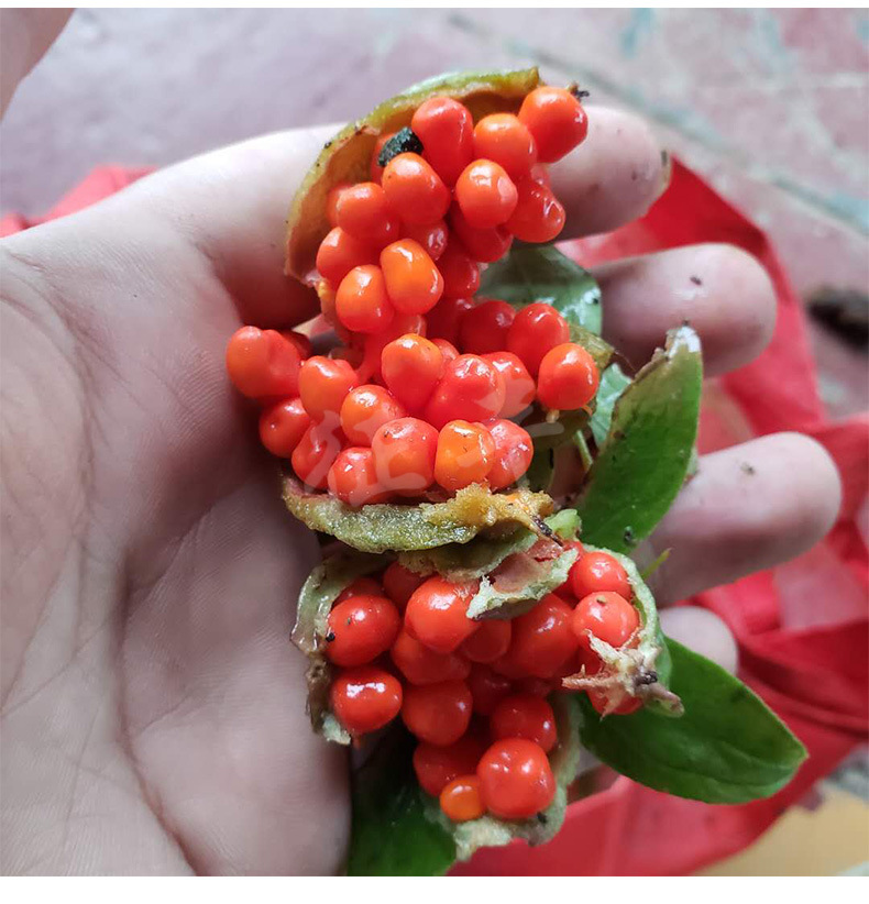 药材重楼种子苗籽 七叶一枝花种苗 华重楼 独角莲种籽苗子