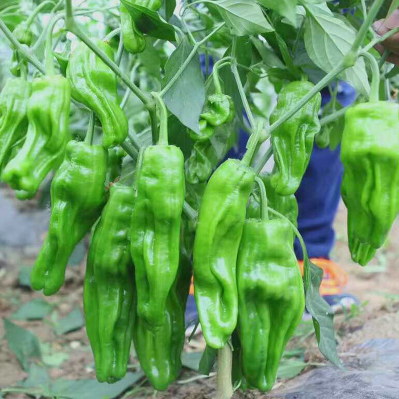 丰收五号辣椒早熟皮薄肉厚薄皮皱椒种子果顶马嘴型微辣蔬菜种孑