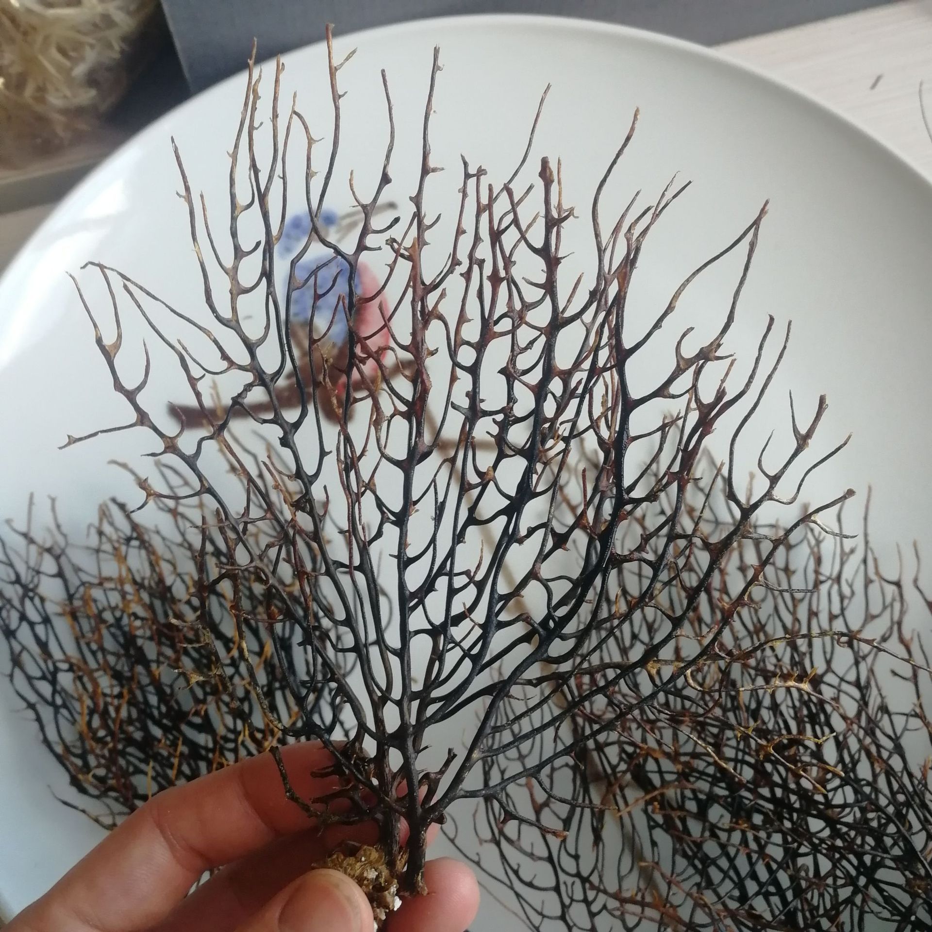 a 有称斤-diy菲律宾 海铁树黑珊瑚草贝壳海螺 鱼缸瓶微景观装饰