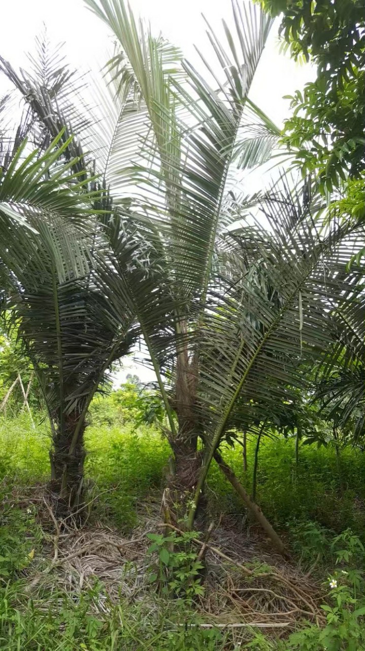 207长期供应 桄榔 砂糖椰子 2-10米高 地苗 大型棕榈 行道树