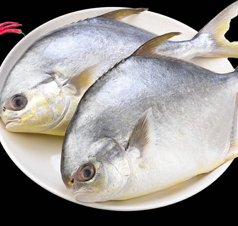 鲳鱼金鲳鱼新鲜冷冻水产鲜活海鲜鱼大平鱼鲳鳊鱼鲳片鱼8条包邮