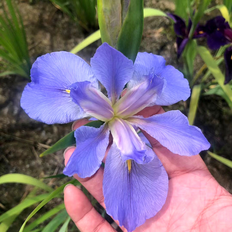 基地供应鸢尾花水生鸢尾花耐寒常绿鸢尾改善水质水体绿化挺水植物