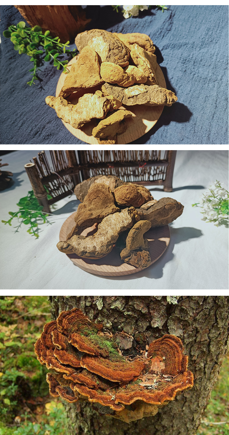 东北特产长白山桑黄块金边桑树桑黄灵芝形状不同250克袋装