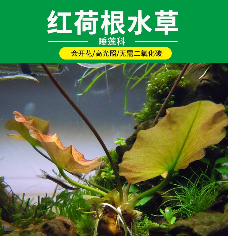 红荷根水草好养耐活睡莲水族箱草缸鱼缸中后景装饰造景植物真水草