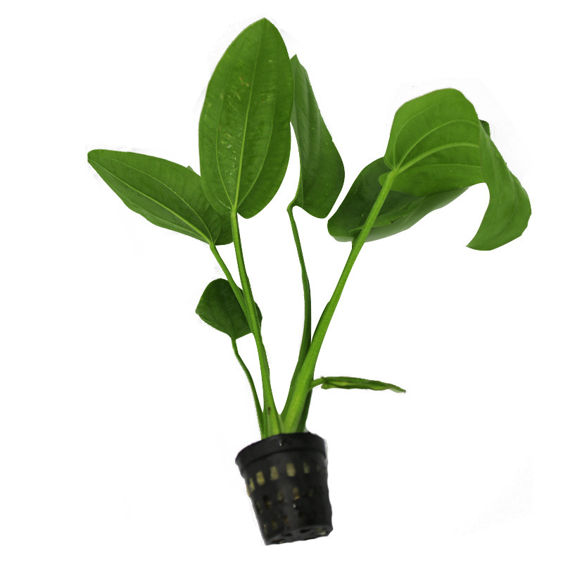 阿根廷皇冠 阴性水草 活体植物 淡水养殖 鱼缸造景装饰 光合水草