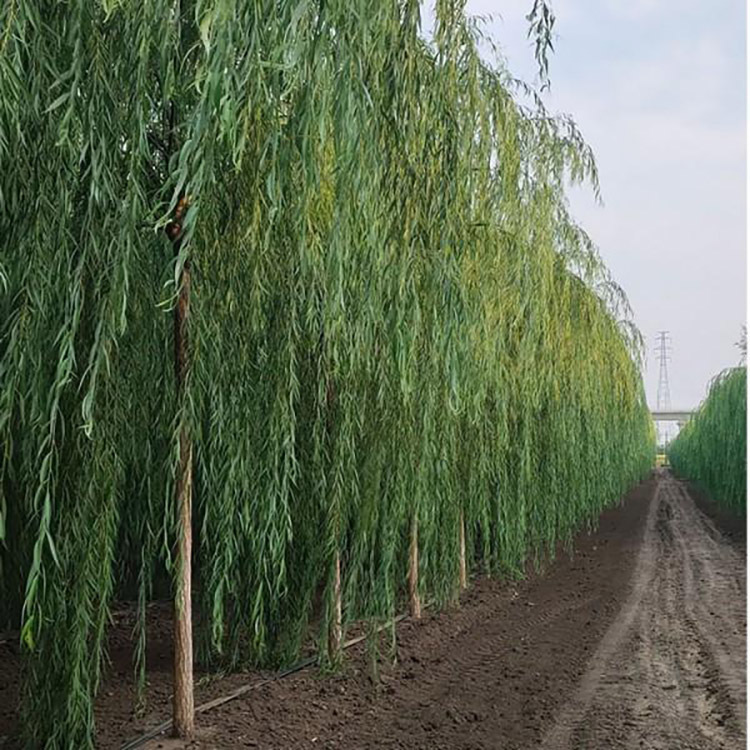 金丝垂柳小苗 景观绿化 20公分青皮垂柳 基地现货-阿里巴巴