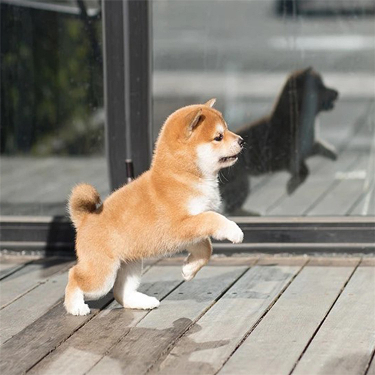 柴犬幼犬出售小柴犬幼崽柴犬活体黑柴赤柴白柴犬豆柴幼犬宠物狗狗