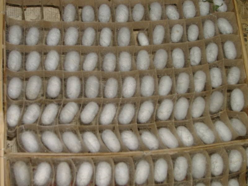 蚕宝宝吐丝簇162格纸簇方格簇结茧工具纸格簇结茧网蚕重复使用