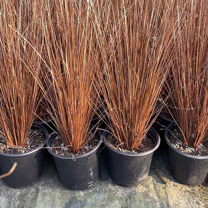 基地发货大量棕红苔草 草花宿根植物苗木园林宿根花卉观叶