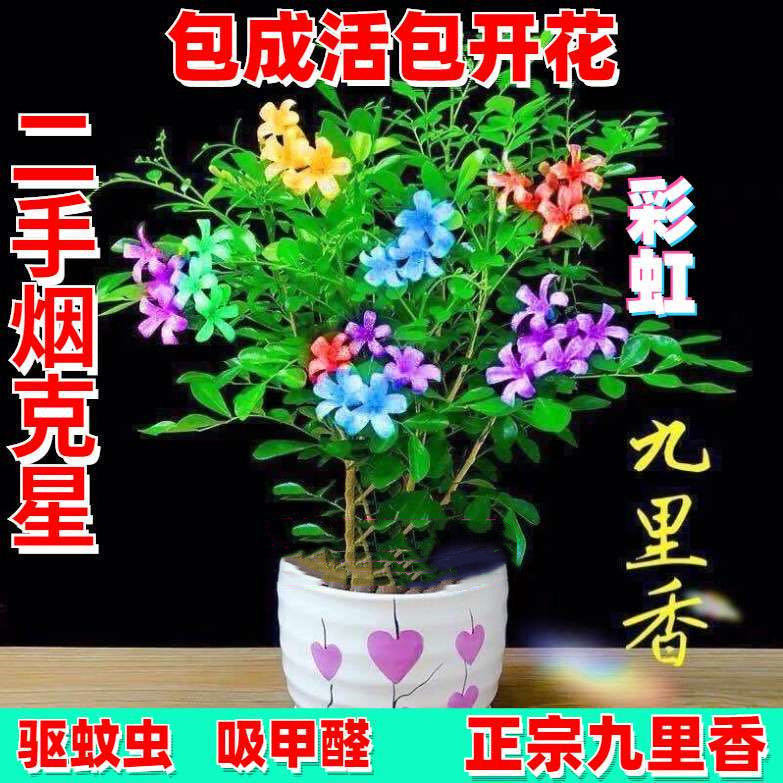 【蚊子克星】新品多色九里香花卉盆栽浓香四季开花驱蚊耐寒植物