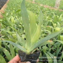 蓝花鸢尾 兰花老鸢尾 宿根花卉 基地批发 量大从优