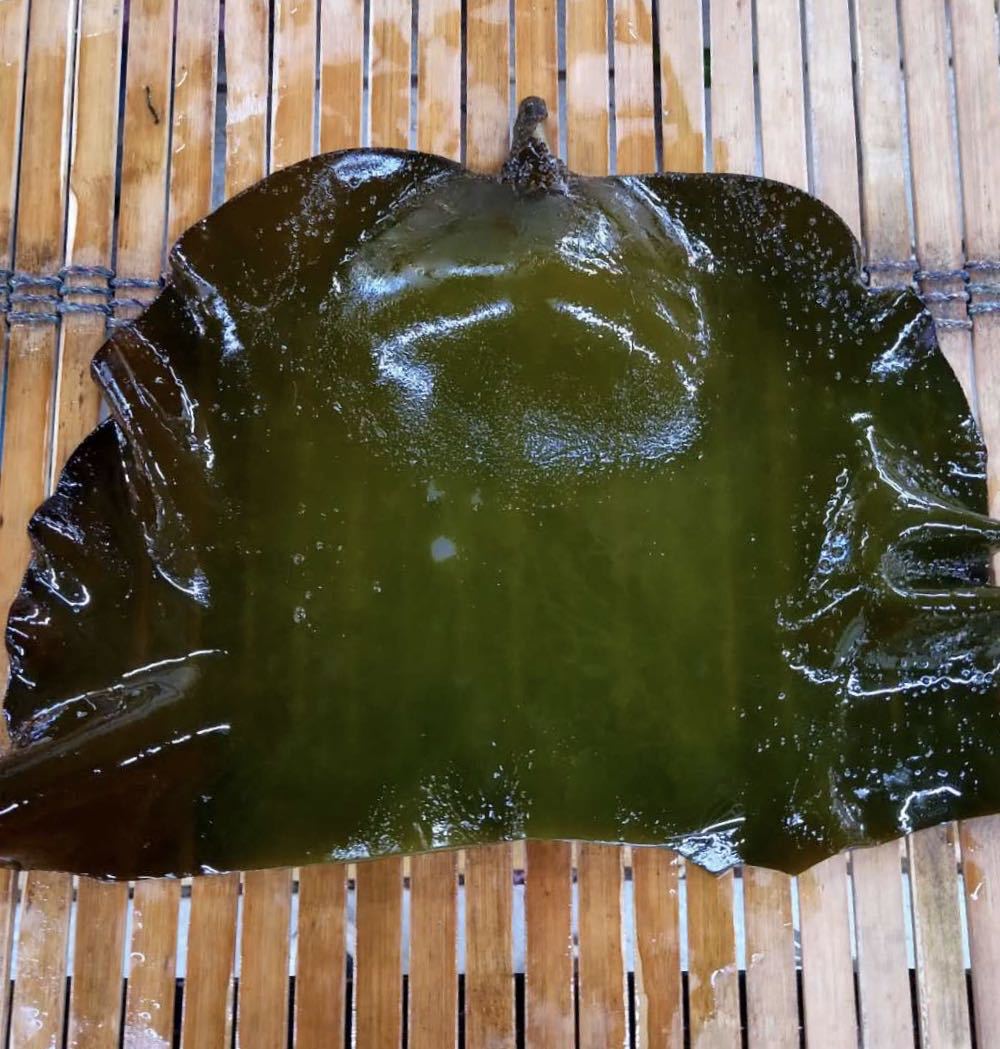 海产盐渍海带头烘干海带头半干海带头整件批发