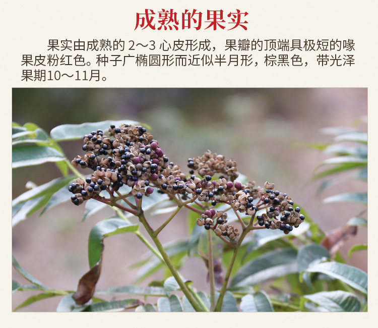 野花椒500g椿叶花椒食茱萸果壳新鲜食用火锅香料去腥调味料