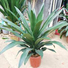 广州批发绿植盆栽盆栽花卉居家绿植植物花卉 直板青叶也门铁